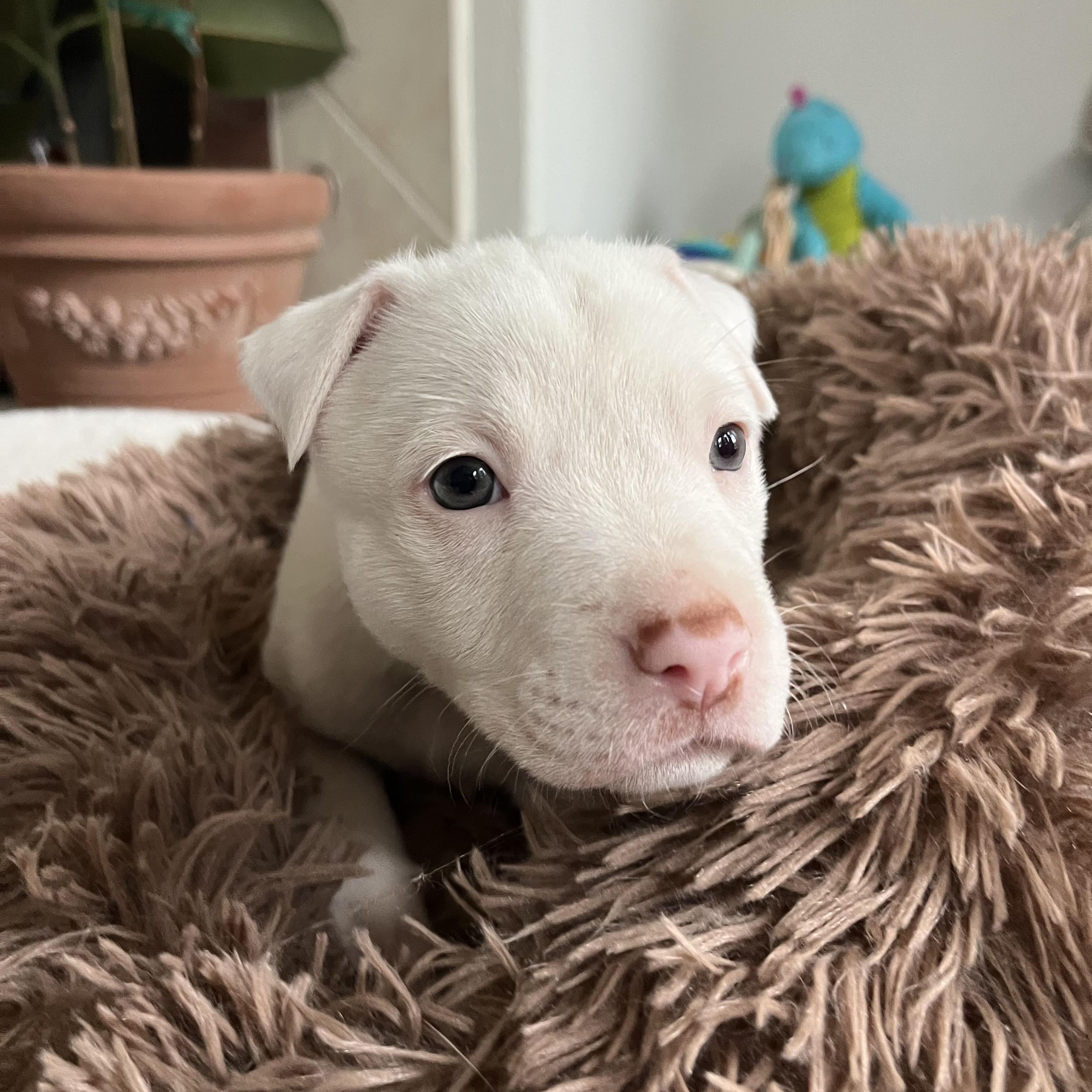 Enlarge Stella , a ADOPTABLE Pit Bull Terrier in Poway, CA image 3/3