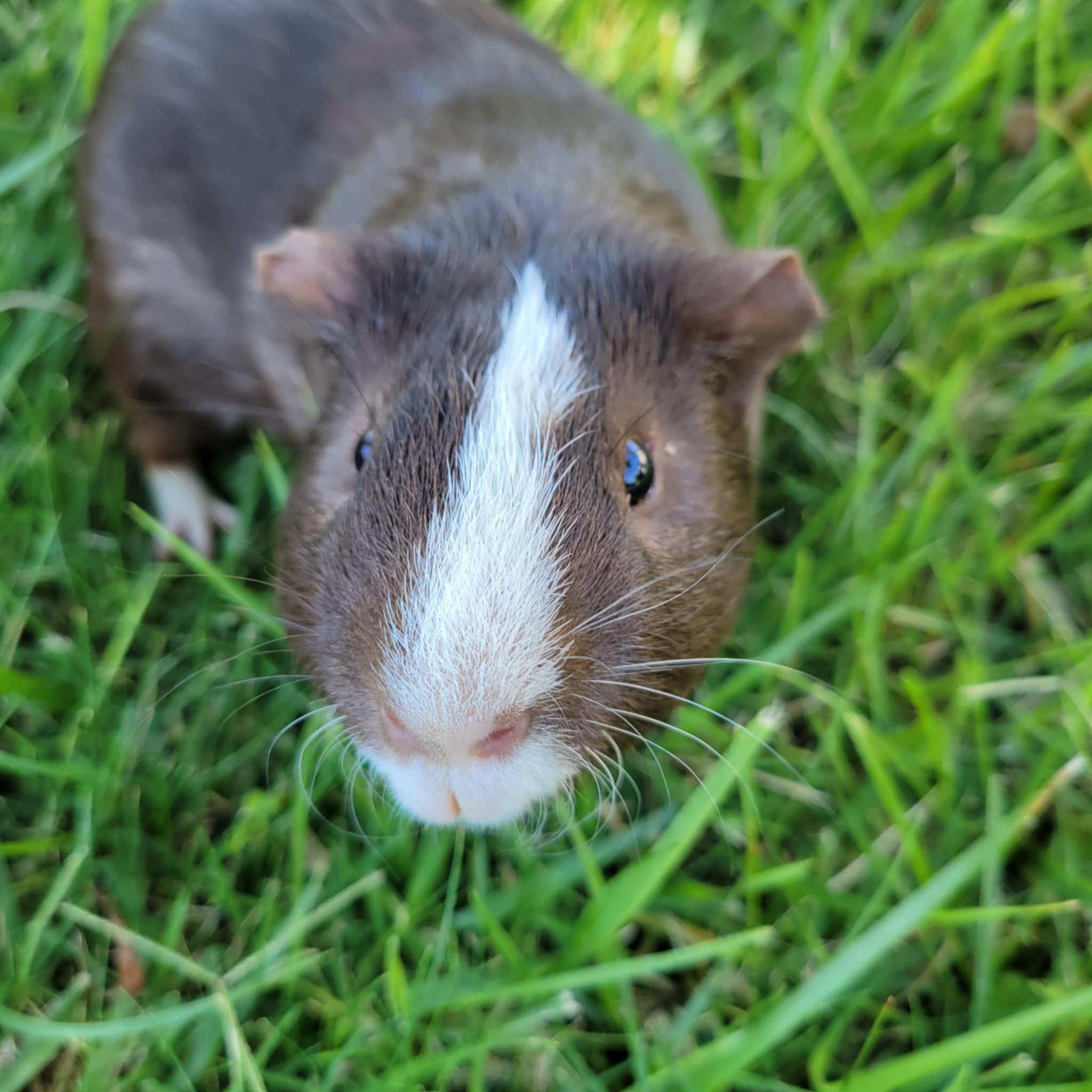 Rex, Young Male unknown