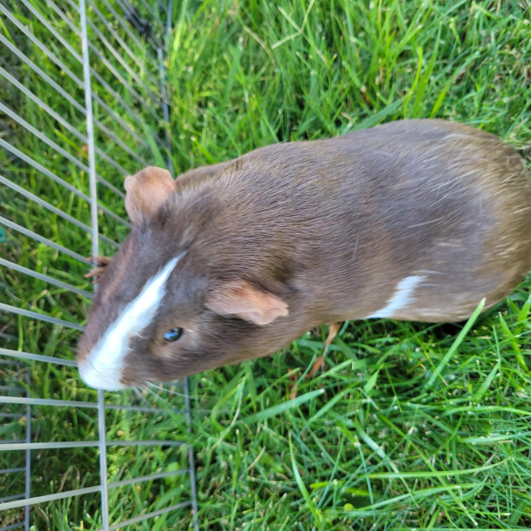 Enlarge Rex, a Adoptable Short-Haired in Oakley, CA image 3/3