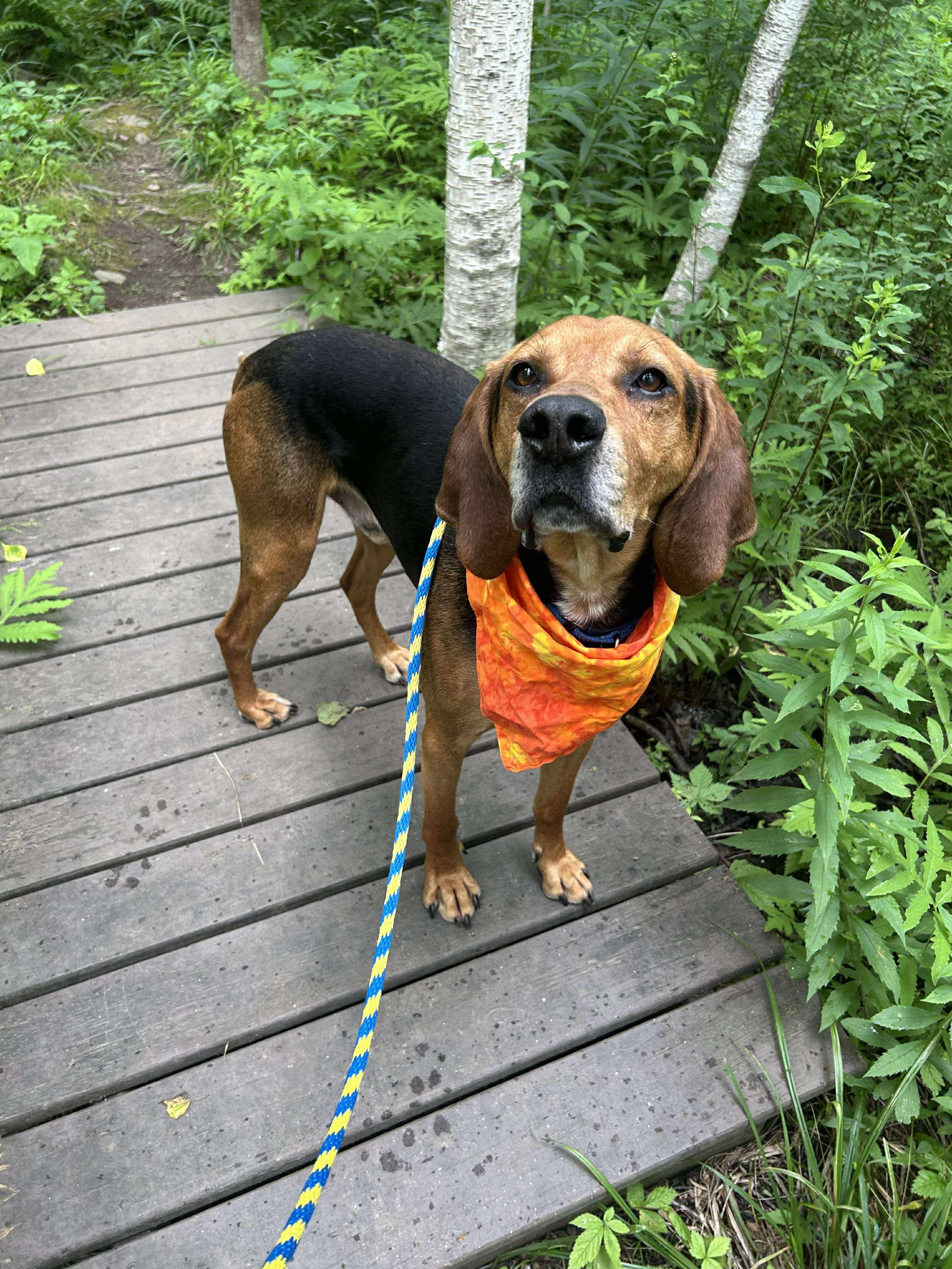 Ruger, Adoptable, Adult Male Treeing Walker Coonhound.