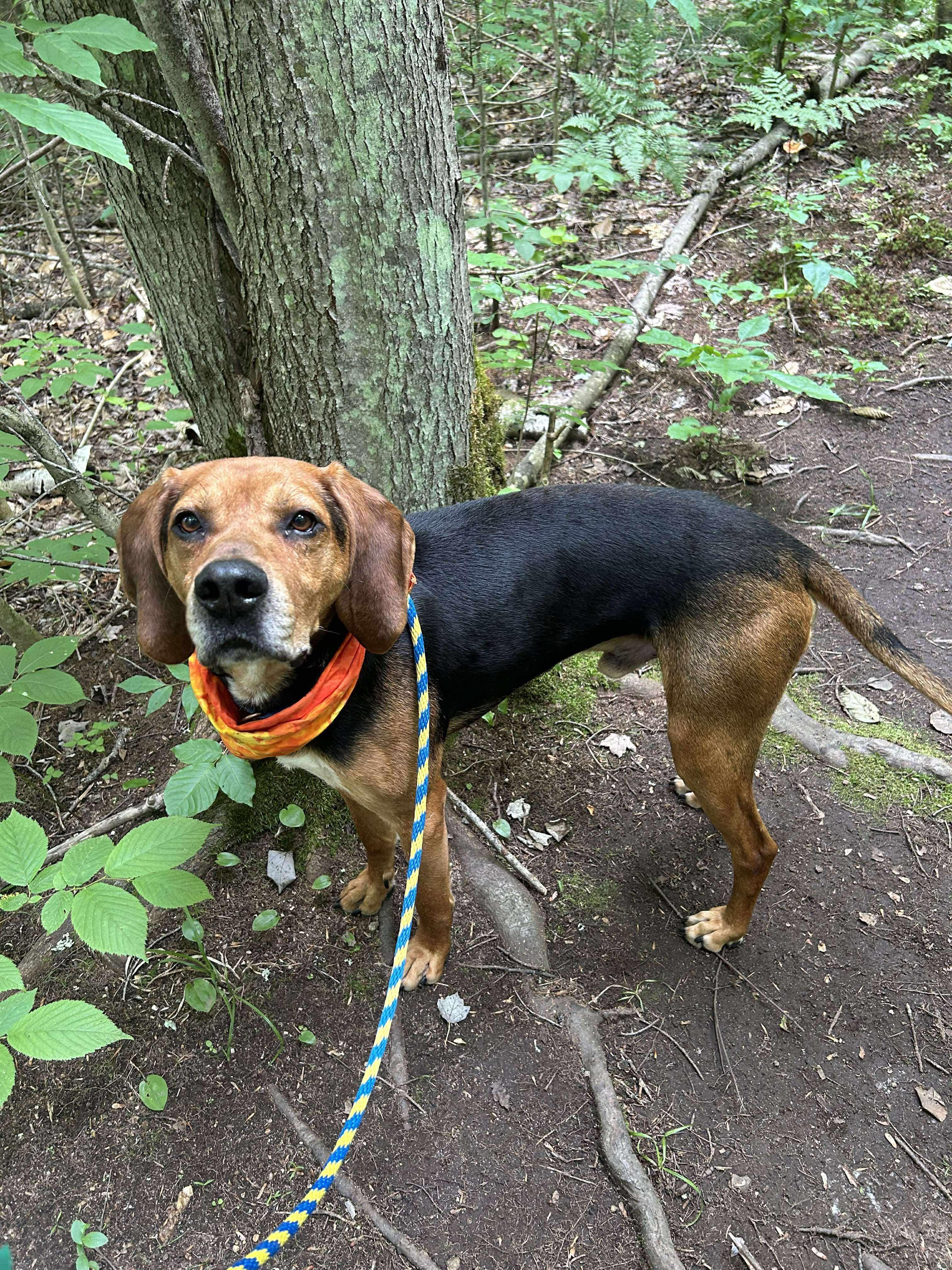 Ruger, a Adoptable mixed breed in Paris, ME image 2/3