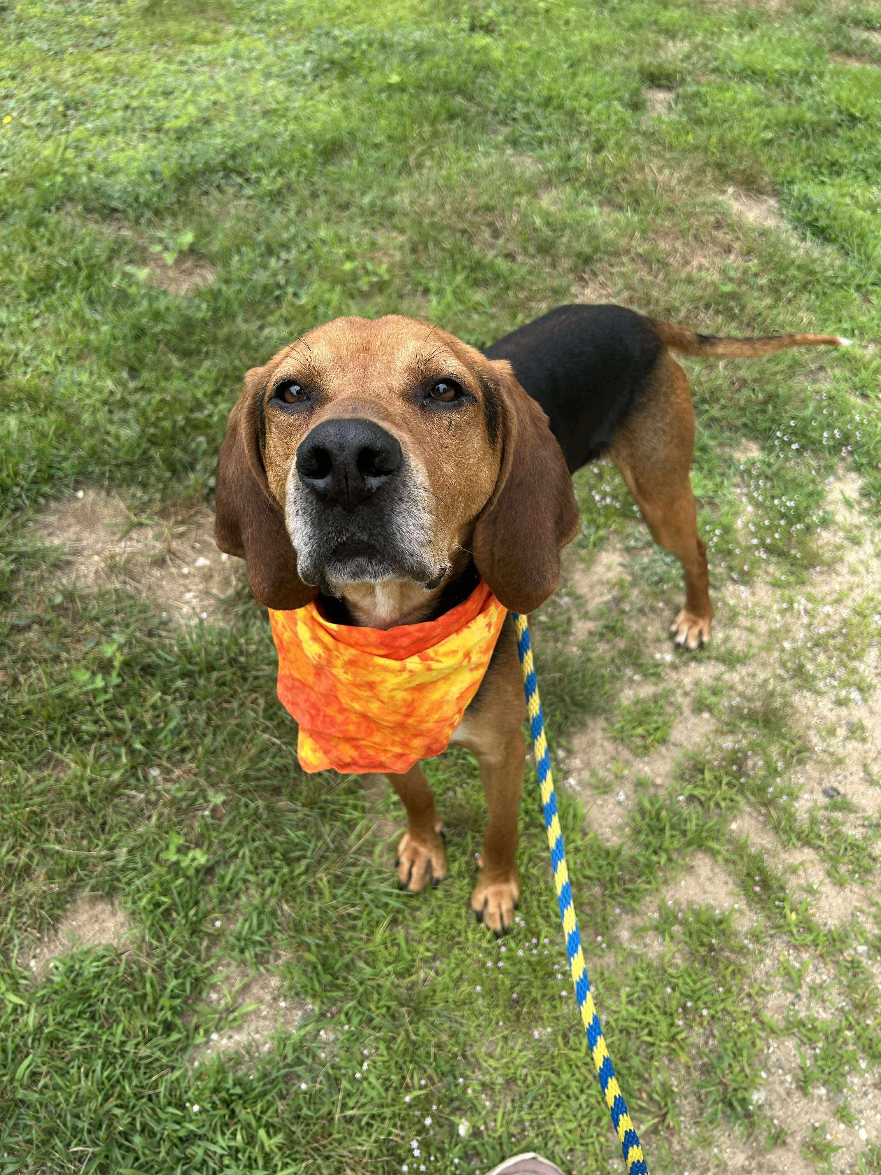 Ruger, a Adoptable mixed breed in Paris, ME image 3/3