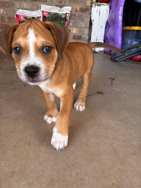 Messi, Adopted, Puppy Male Pit Bull Terrier.