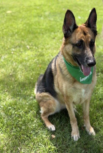 Tilly, Adoptable, Adult Female German Shepherd Dog.