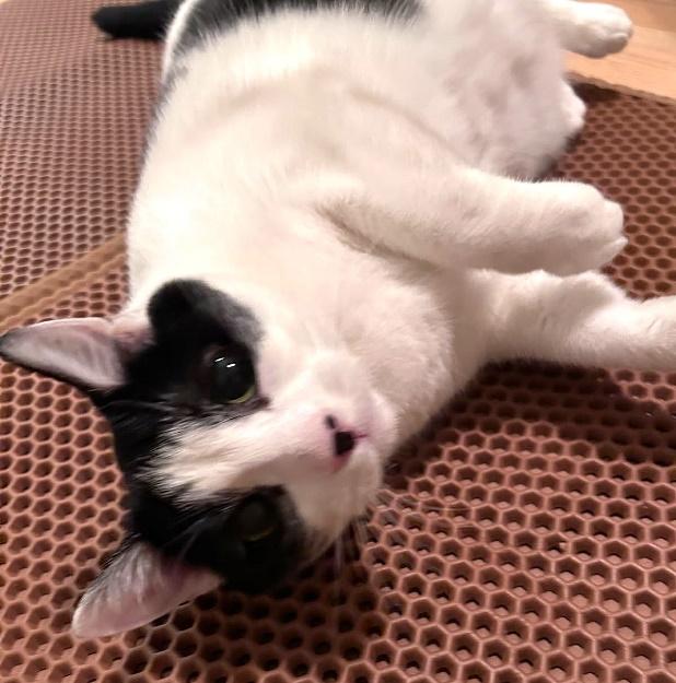 Enlarge Malli, a Adoptable Domestic Short Hair in Huntington, NY image 1/5