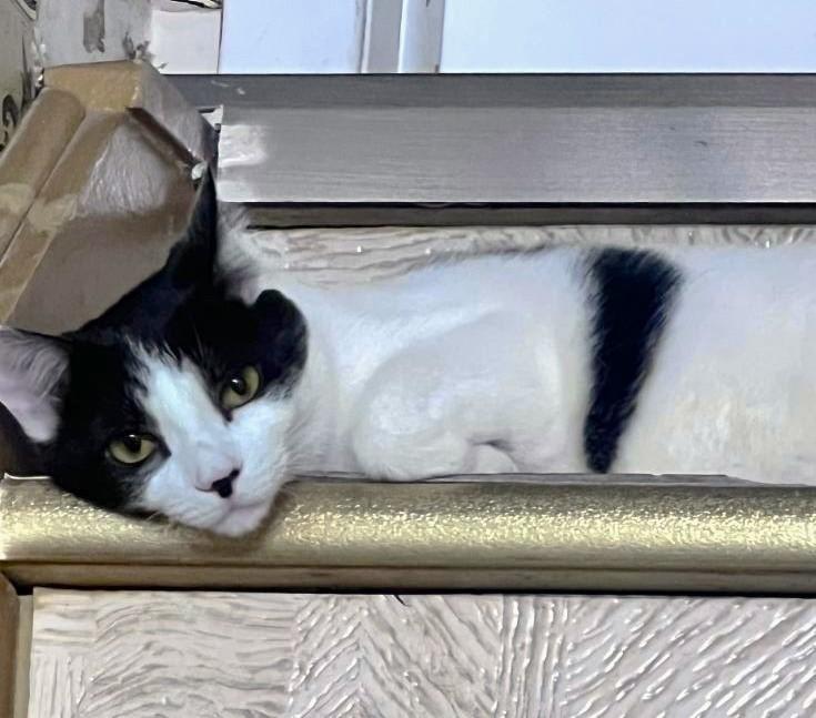 Malli, Adoptable, Adult Female Domestic Short Hair.