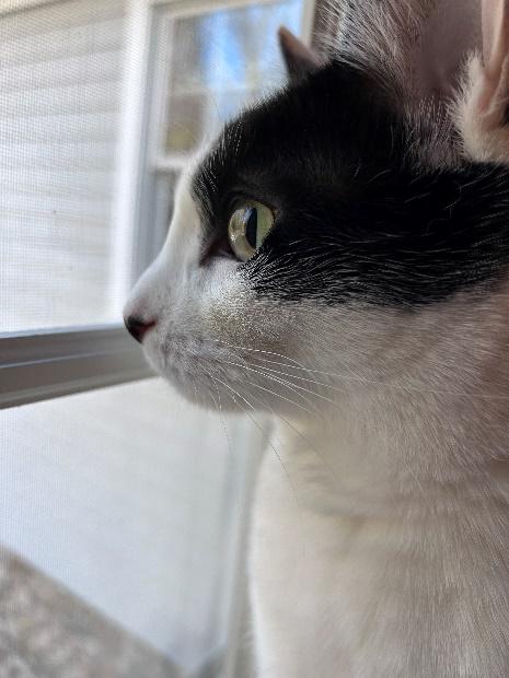 Enlarge Malli, a Adoptable Domestic Short Hair in Huntington, NY image 3/5