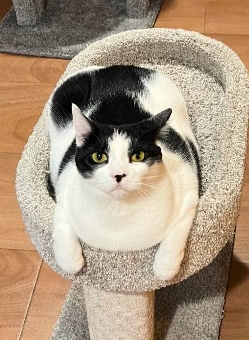 Malli, Adoptable, Adult Female Domestic Short Hair.