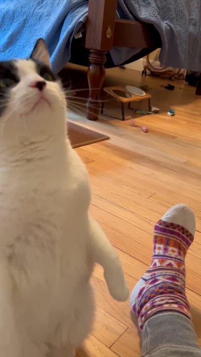 Enlarge Malli, a Adoptable Domestic Short Hair in Huntington, NY video 5/5