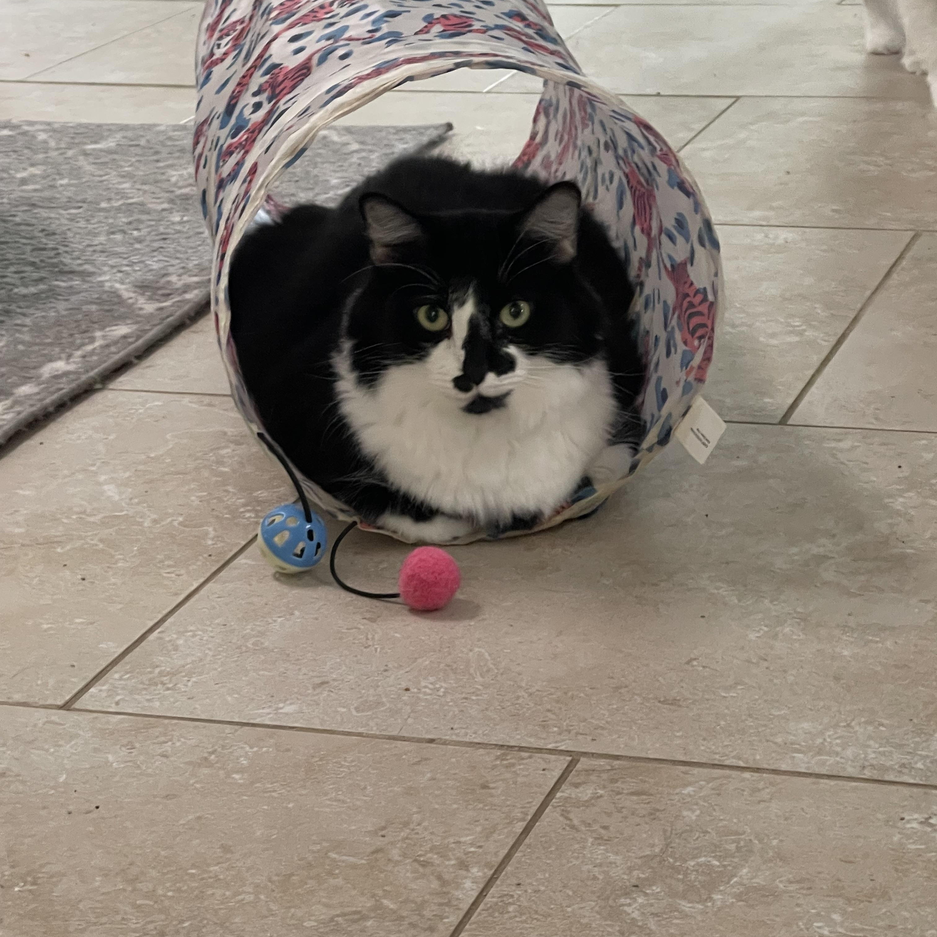 Fluffy , an adoptable mixed breed in san antonio, TX image 2/2