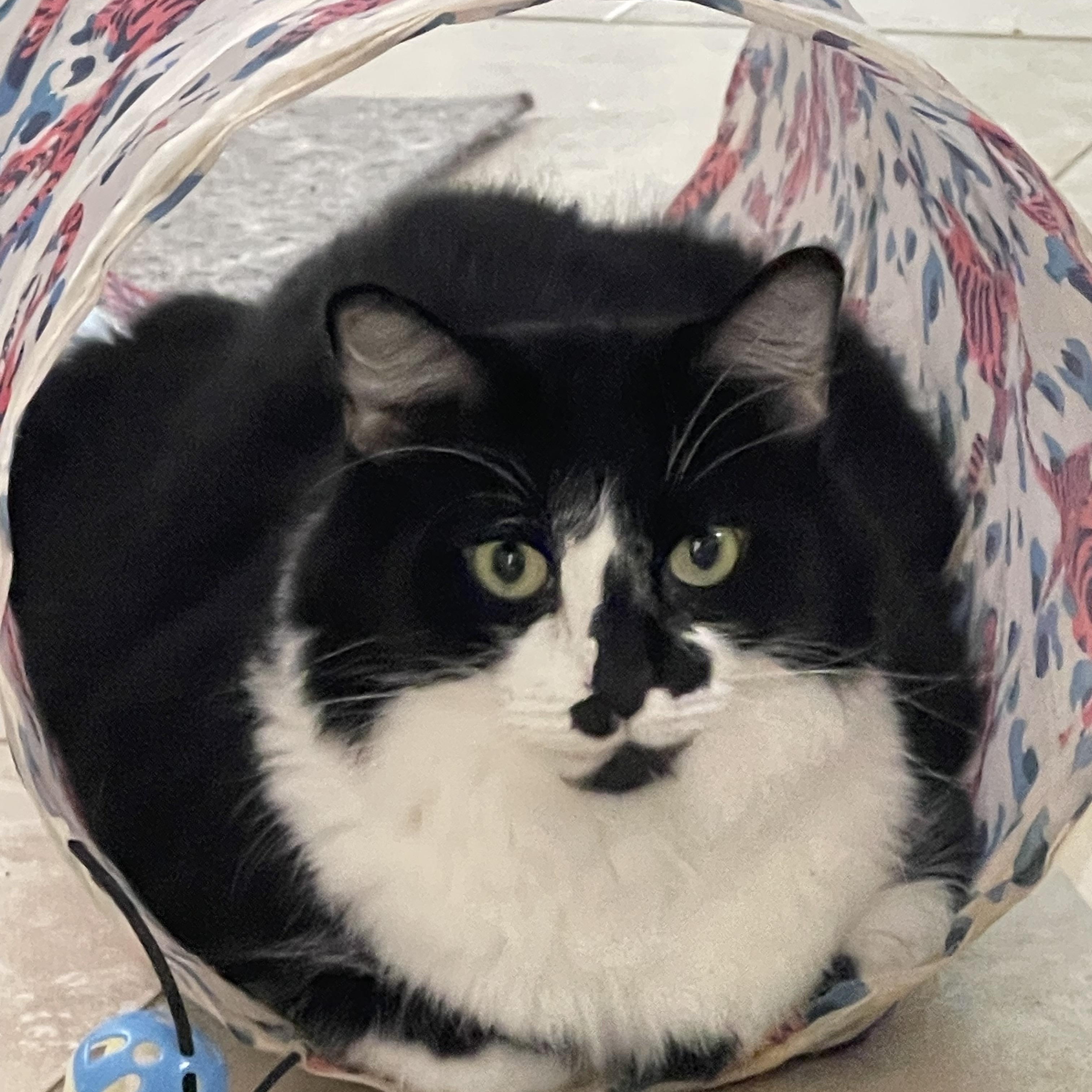 Fluffy , an adoptable mixed breed in san antonio, TX image 1/2