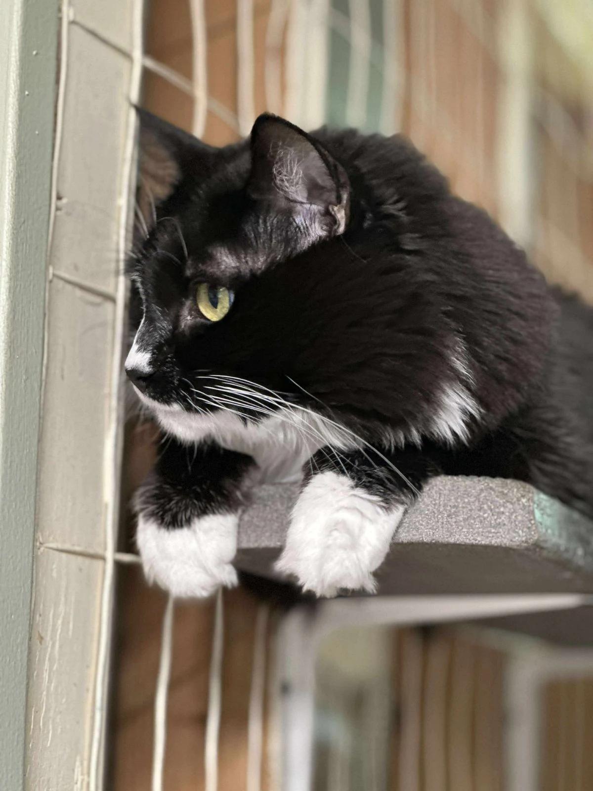 Carmen, a Adoptable Domestic Long Hair in North East, MD image 2/4