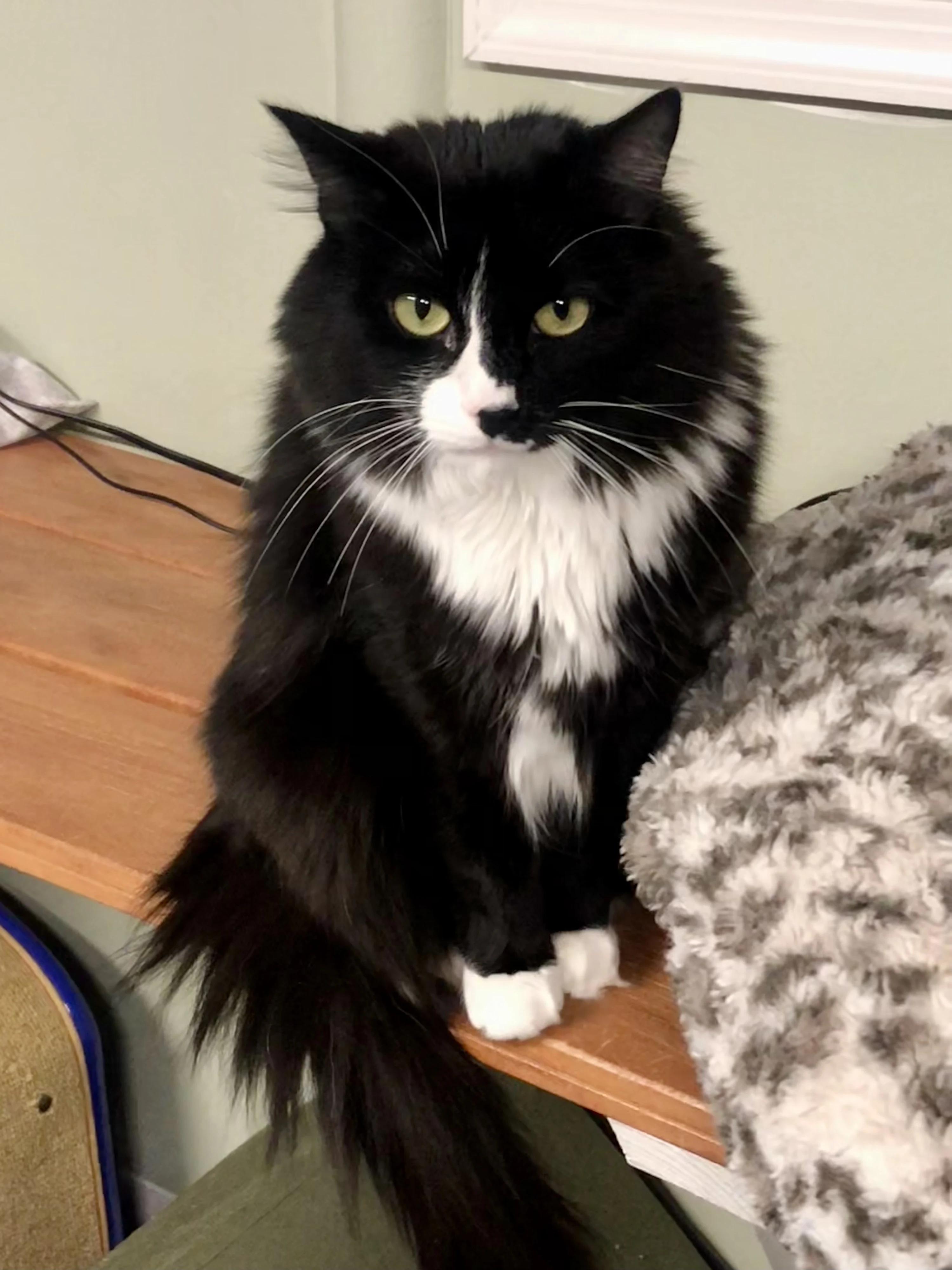 Carmen, a Adoptable Domestic Long Hair in North East, MD image 1/4