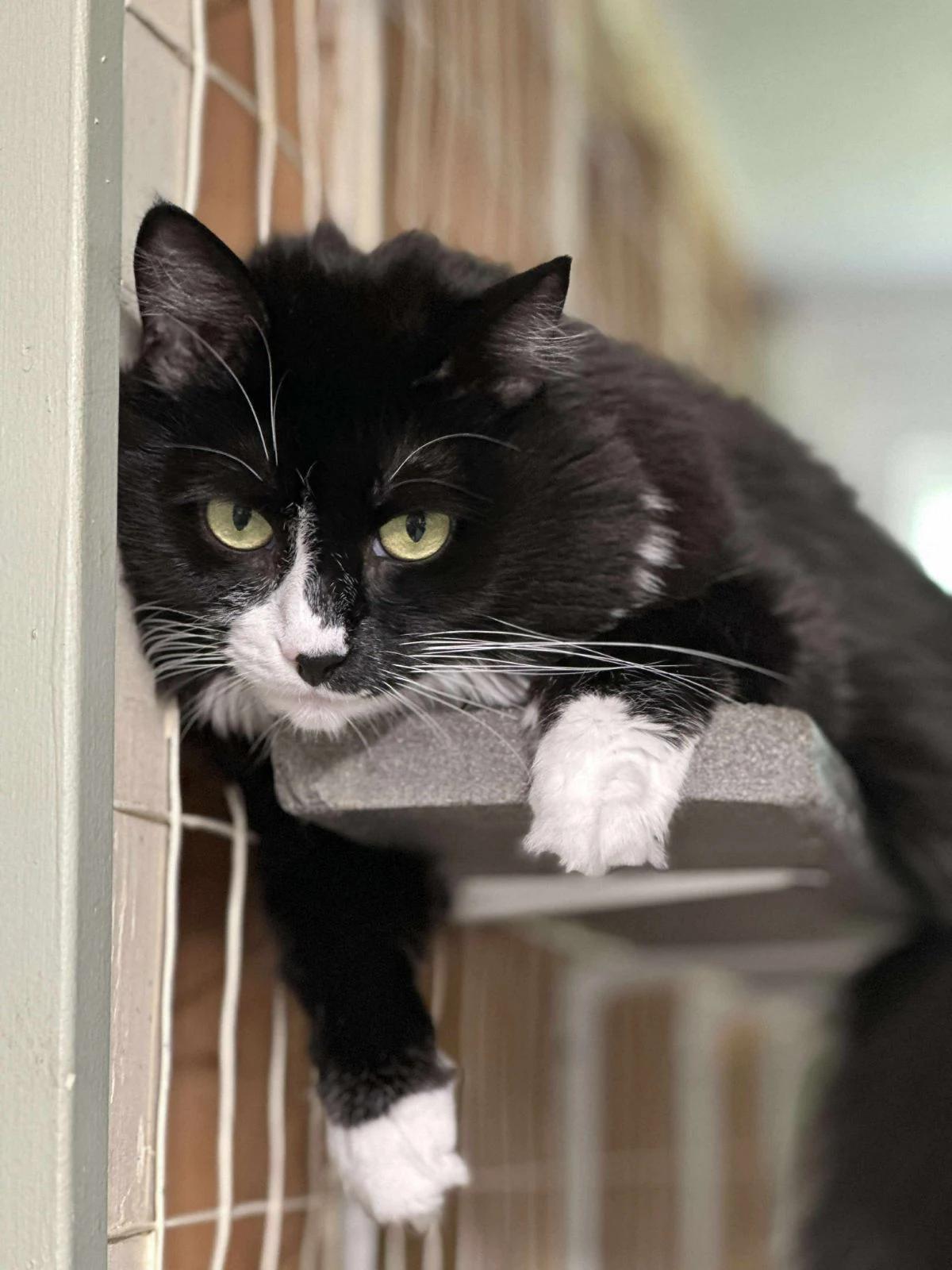 Carmen, a Adoptable Domestic Long Hair in North East, MD image 3/4