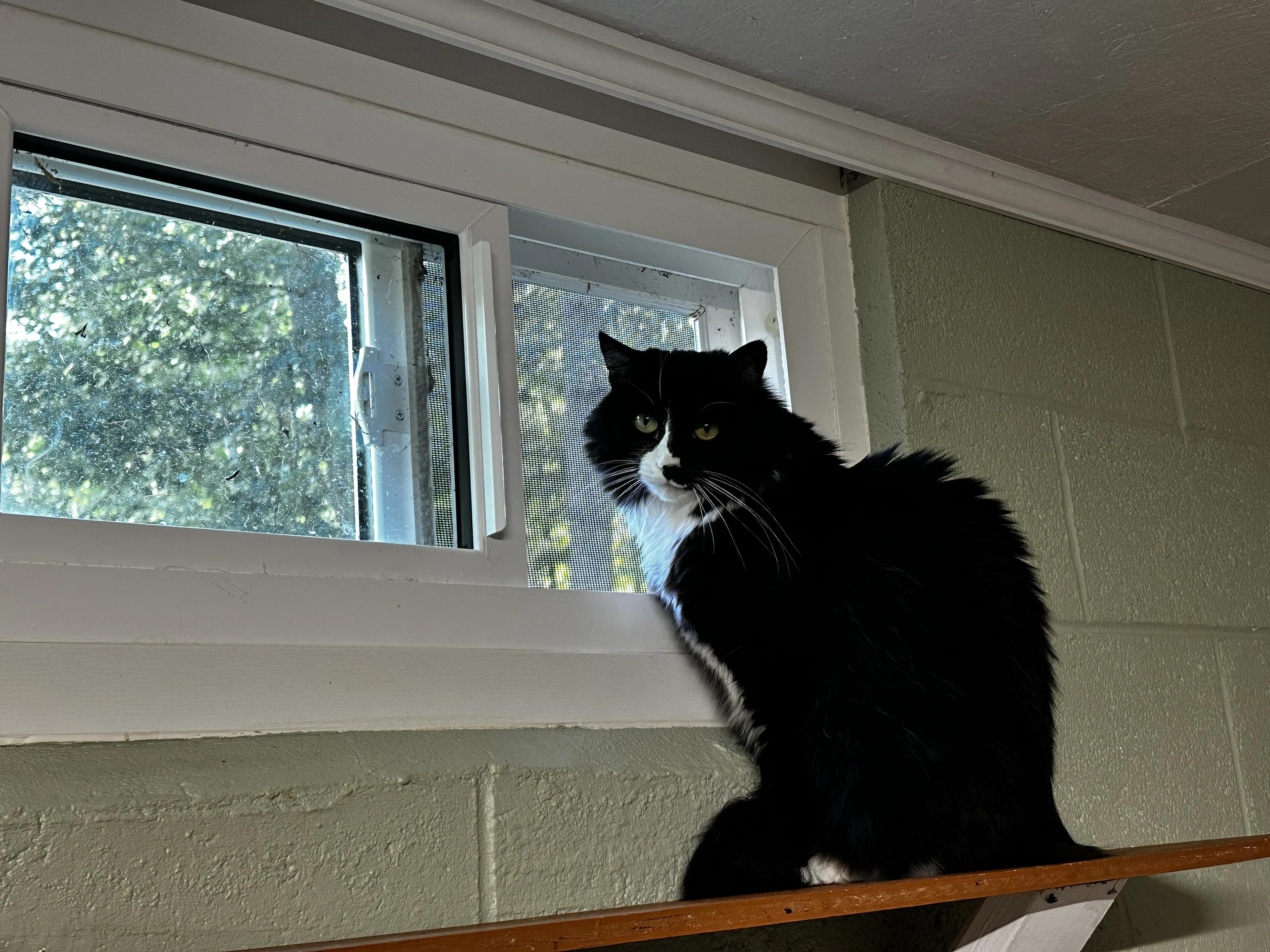 Carmen, a Adoptable Domestic Long Hair in North East, MD image 4/4