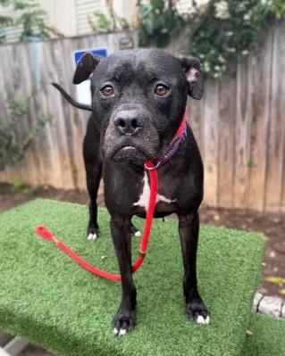 Sherlock, Adoptable, Adult Male Boxer & Mixed Breed.
