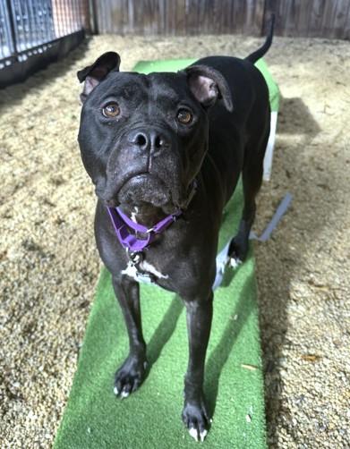 Enlarge Sherlock, a Adoptable mixed breed in Washington, DC image 2/3