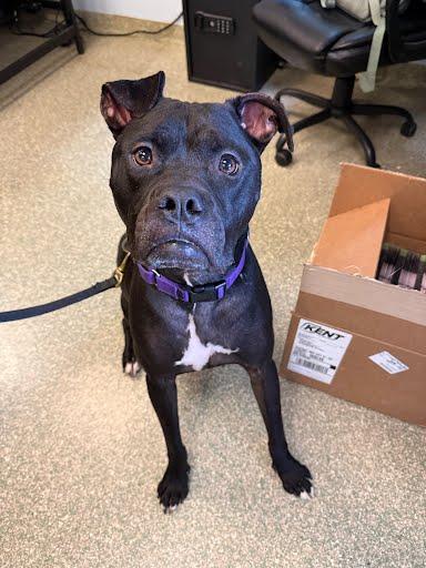Enlarge Sherlock, a Adoptable mixed breed in Washington, DC image 3/3