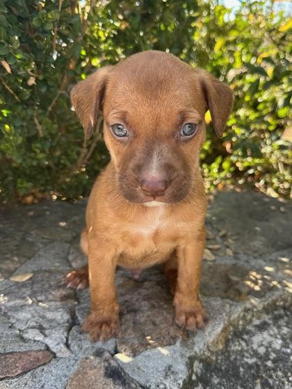 Enlarge Thomas, a Adoptable mixed breed in Moultrie, GA image 1/1