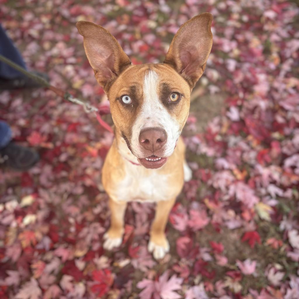 Enlarge Foxy, a Adoptable mixed breed in Belleville, IL image 3/6
