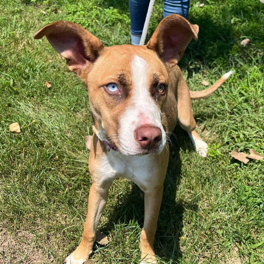 Enlarge Foxy, a Adoptable mixed breed in Belleville, IL image 6/6