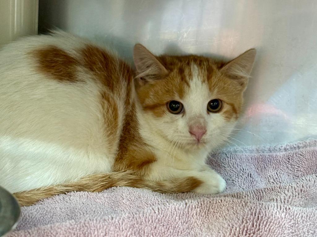 Katniss, Adoptable, Kitten Female Domestic Short Hair.