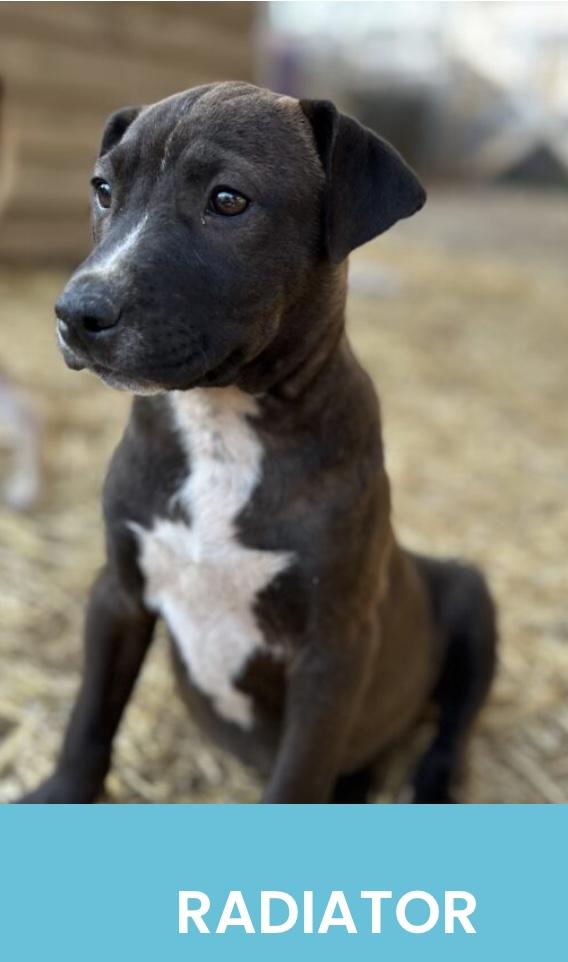 Radiator, adopted, Puppy Male Mixed Breed.