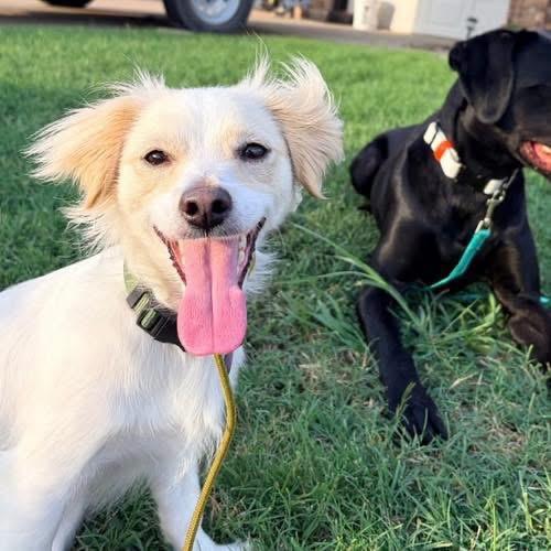 Shrimp, Adoptable, Young Male Pomeranian & Chihuahua.