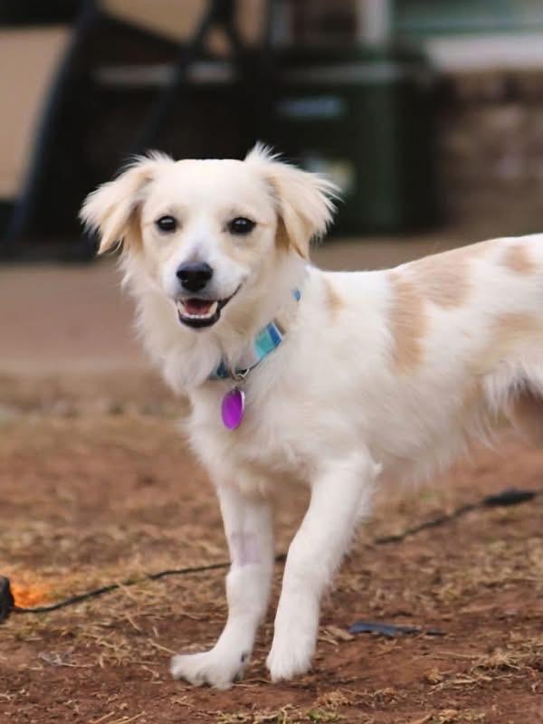 Enlarge Shrimp, a Adoptable mixed breed in Edmond, OK image 2/4
