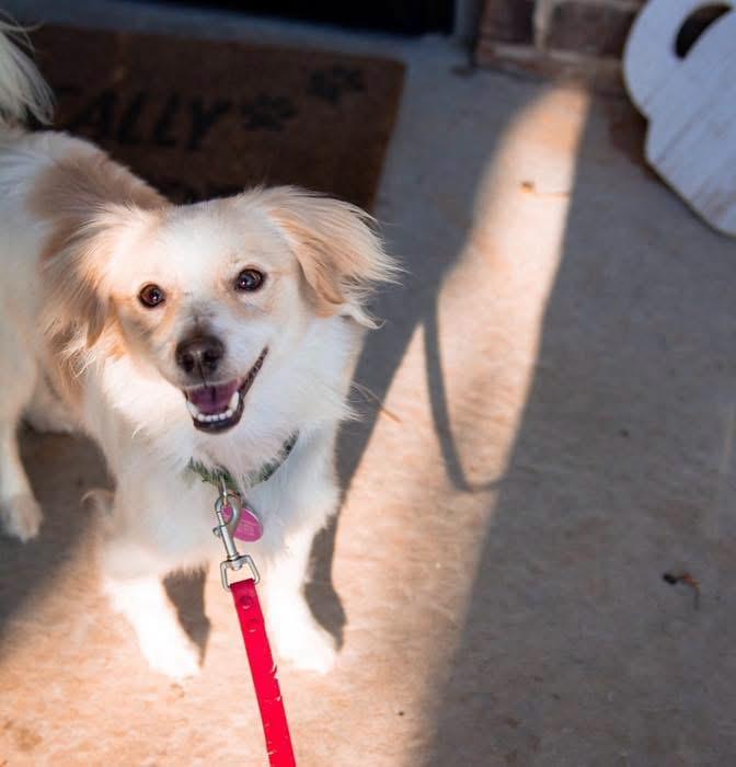 Enlarge Shrimp, a Adoptable mixed breed in Edmond, OK image 4/4