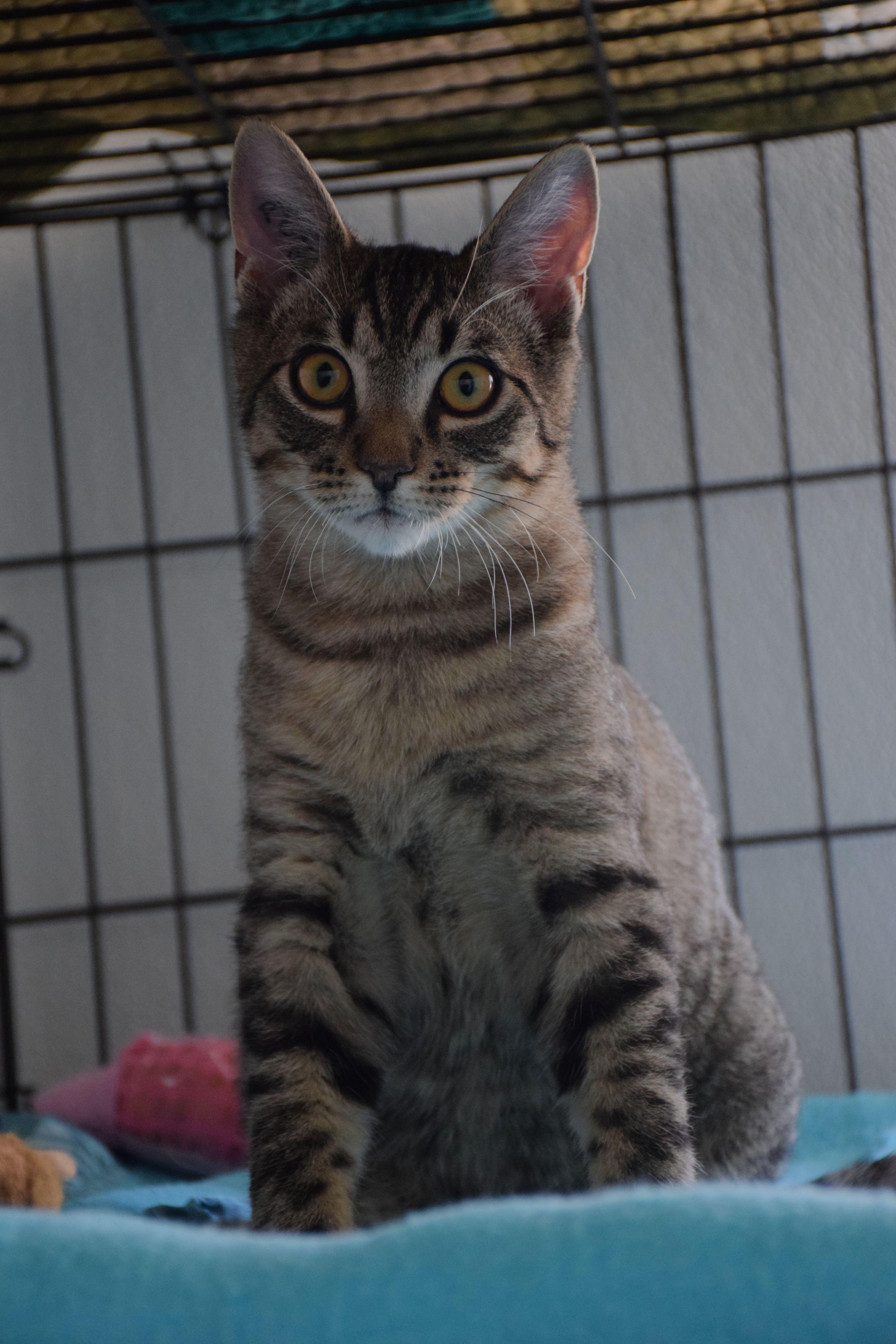 Amigo, ADOPTABLE, Young Male Tabby.