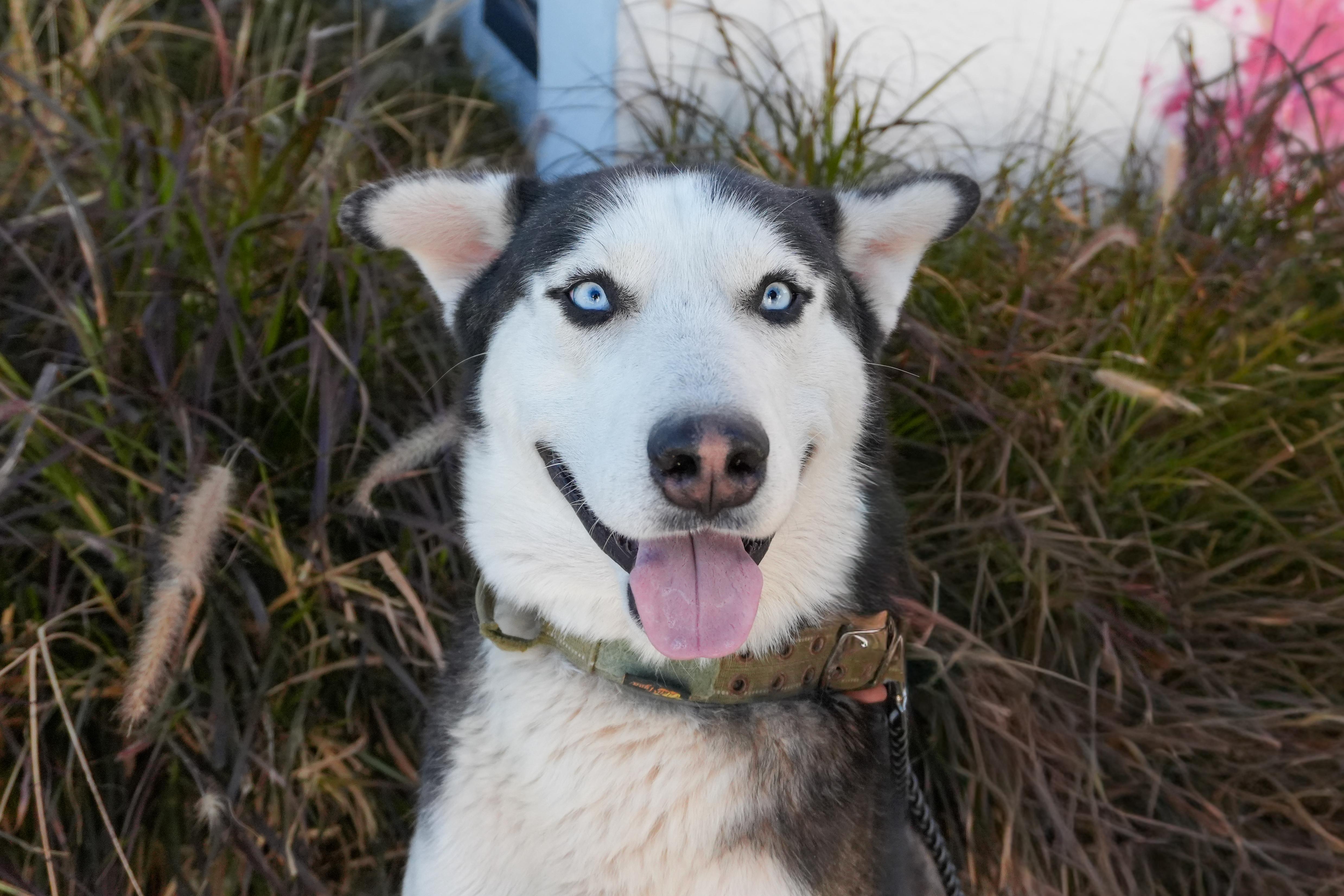 Enlarge Hondo, a Adoptable Husky in Plano, TX image 3/5