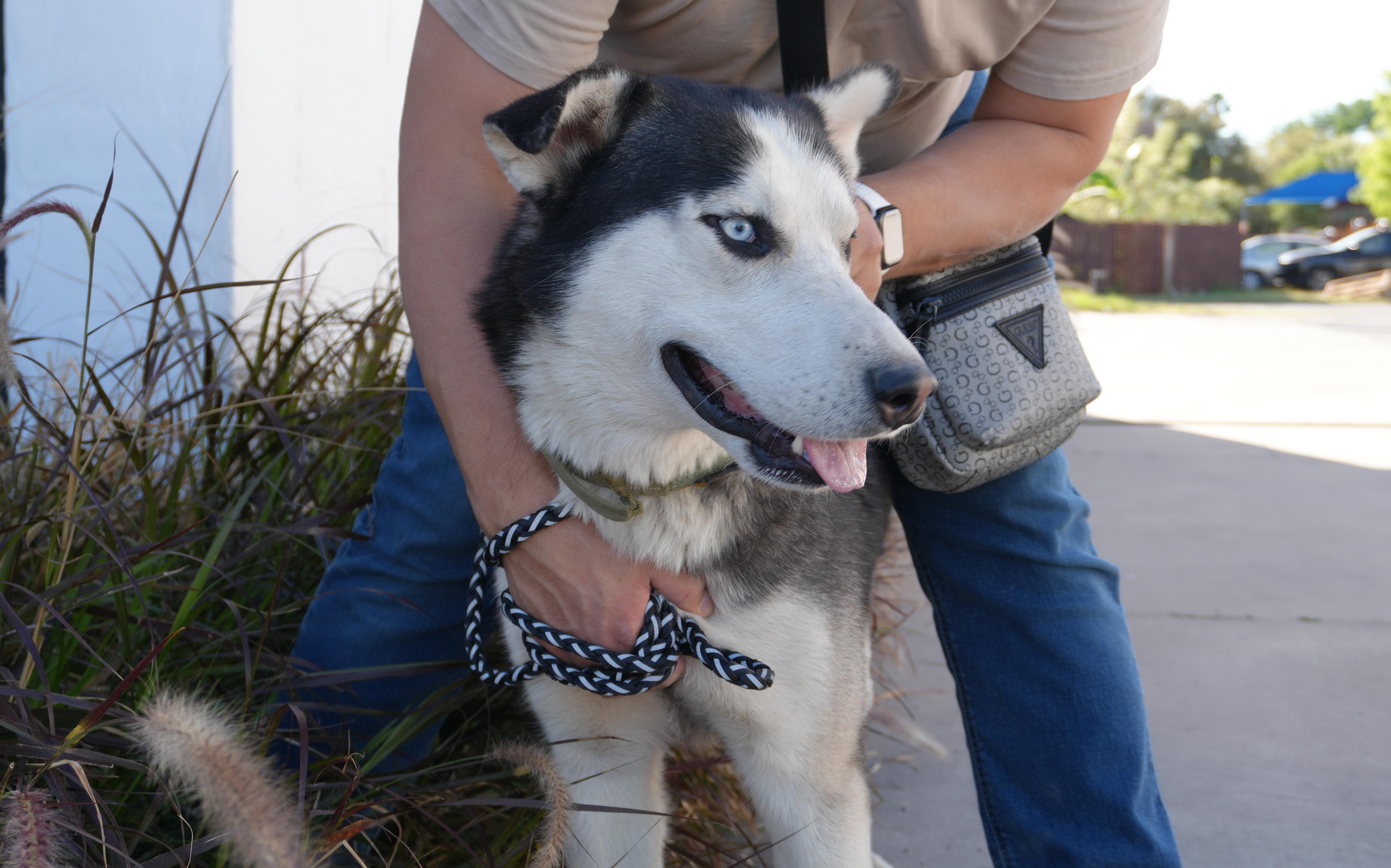 Enlarge Hondo, a Adoptable Husky in Plano, TX image 4/5