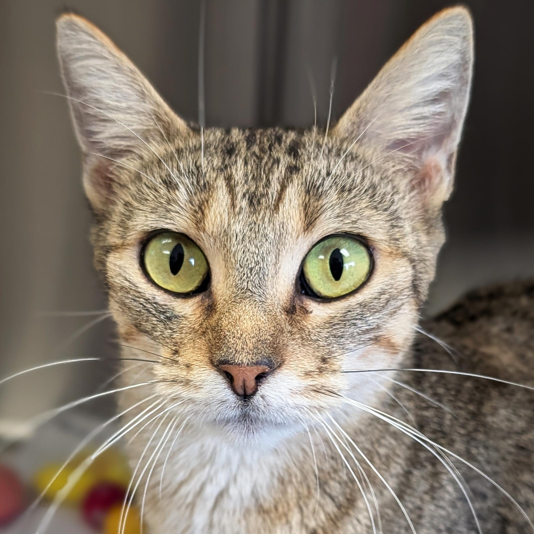 Enlarge Marge - Adoption Fee Paid, a Adoptable Domestic Short Hair in Jefferson, WI image 1/1