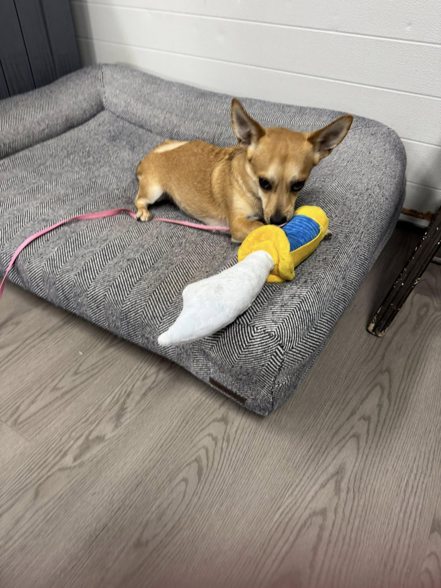 Schroeder, ADOPTABLE, Young Male Chihuahua.