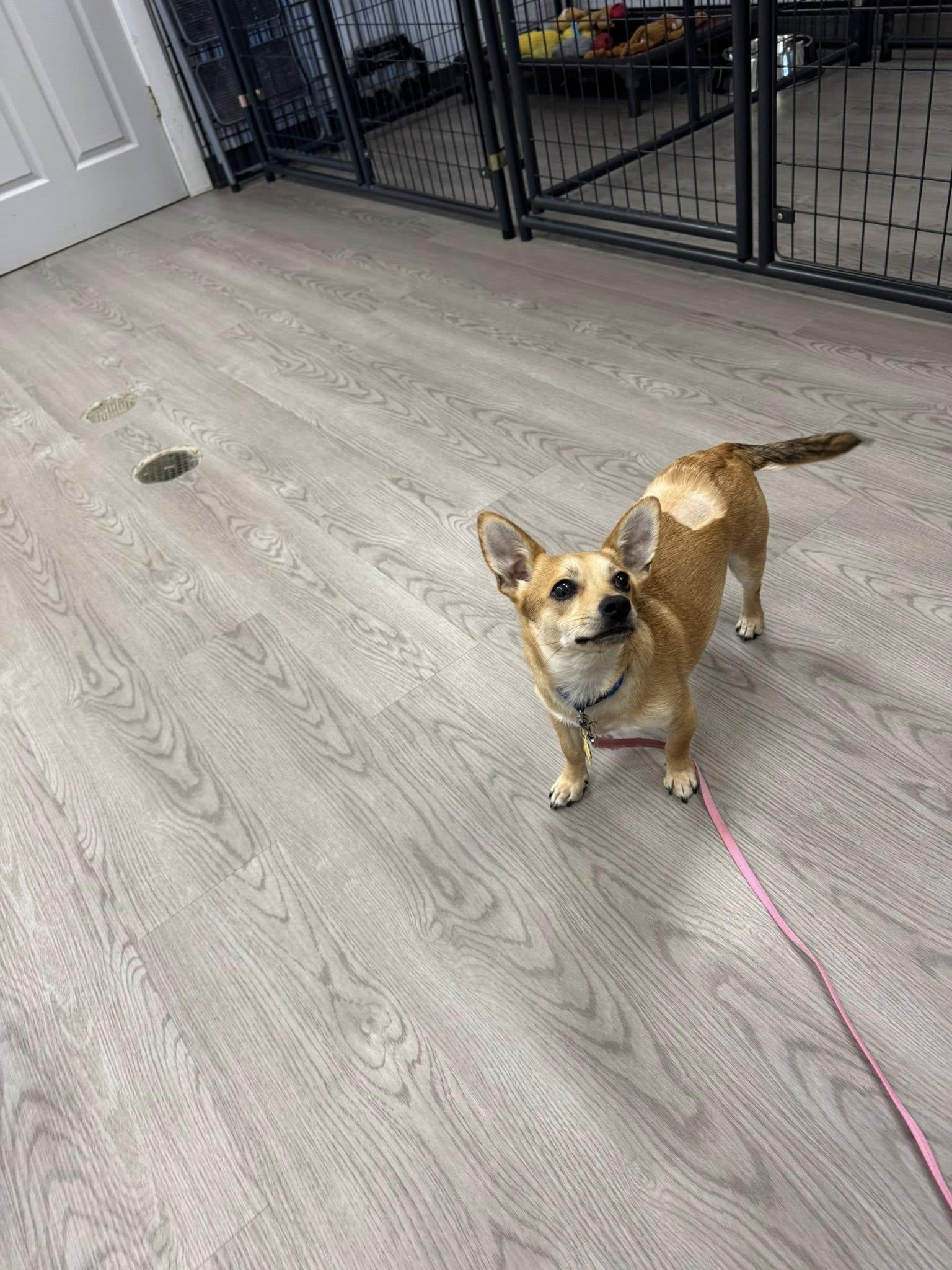 Enlarge Schroeder, a ADOPTABLE mixed breed in Gouverneur, NY image 2/2