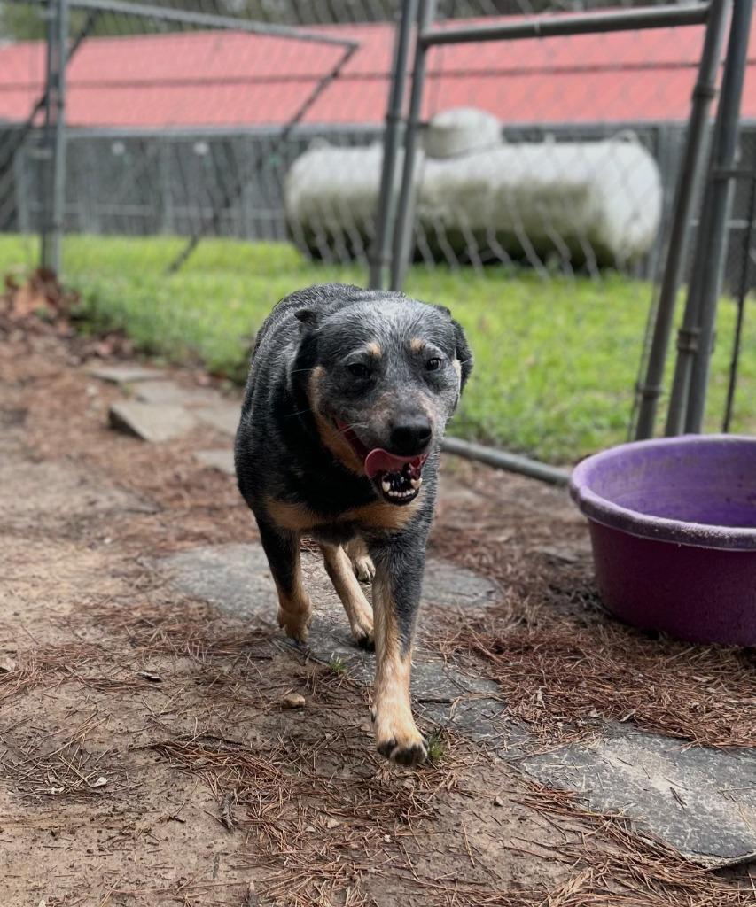 Enlarge Rufus, a Adoptable Australian Cattle Dog / Blue Heeler in Mena, AR image 1/5