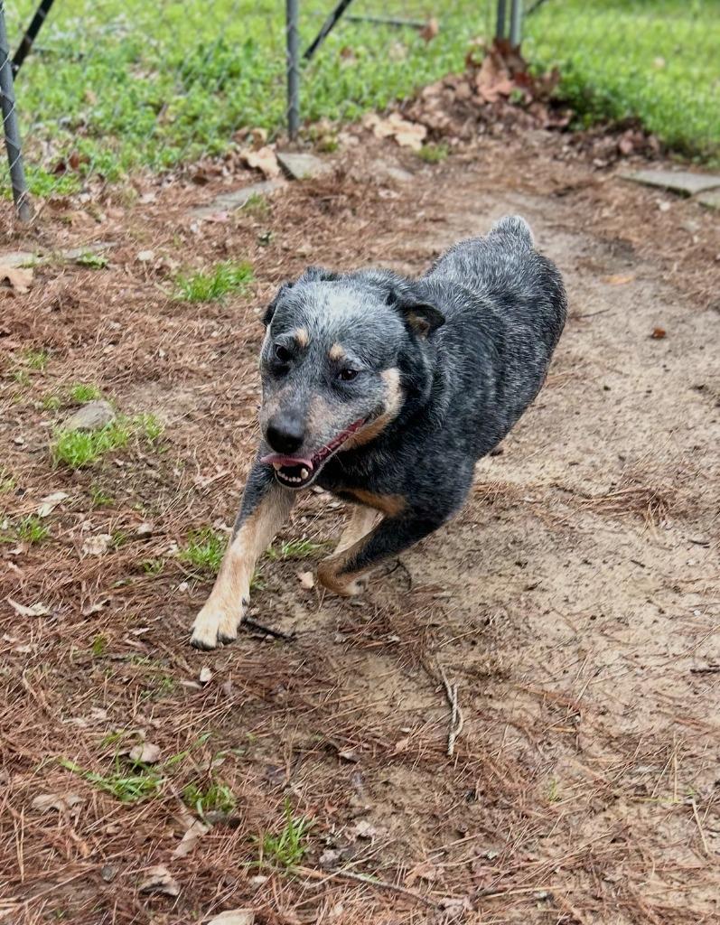 Enlarge Rufus, a Adoptable Australian Cattle Dog / Blue Heeler in Mena, AR image 2/5