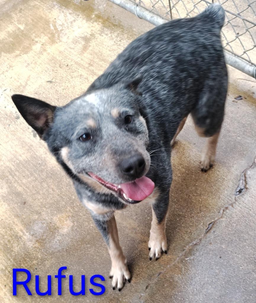 Rufus, a Adoptable Australian Cattle Dog / Blue Heeler in Mena, AR image 1/2