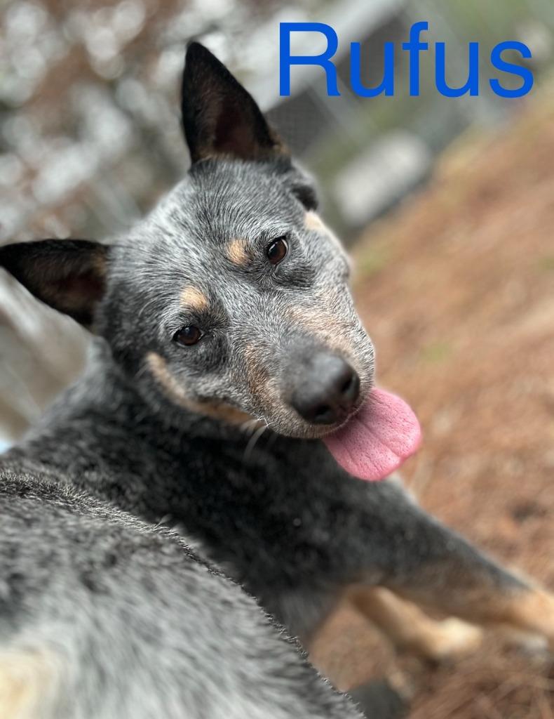 Enlarge Rufus, a Adoptable Australian Cattle Dog / Blue Heeler in Mena, AR image 4/5