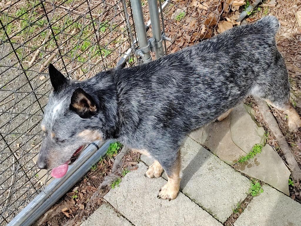 Rufus, a Adoptable Australian Cattle Dog / Blue Heeler in Mena, AR image 2/2
