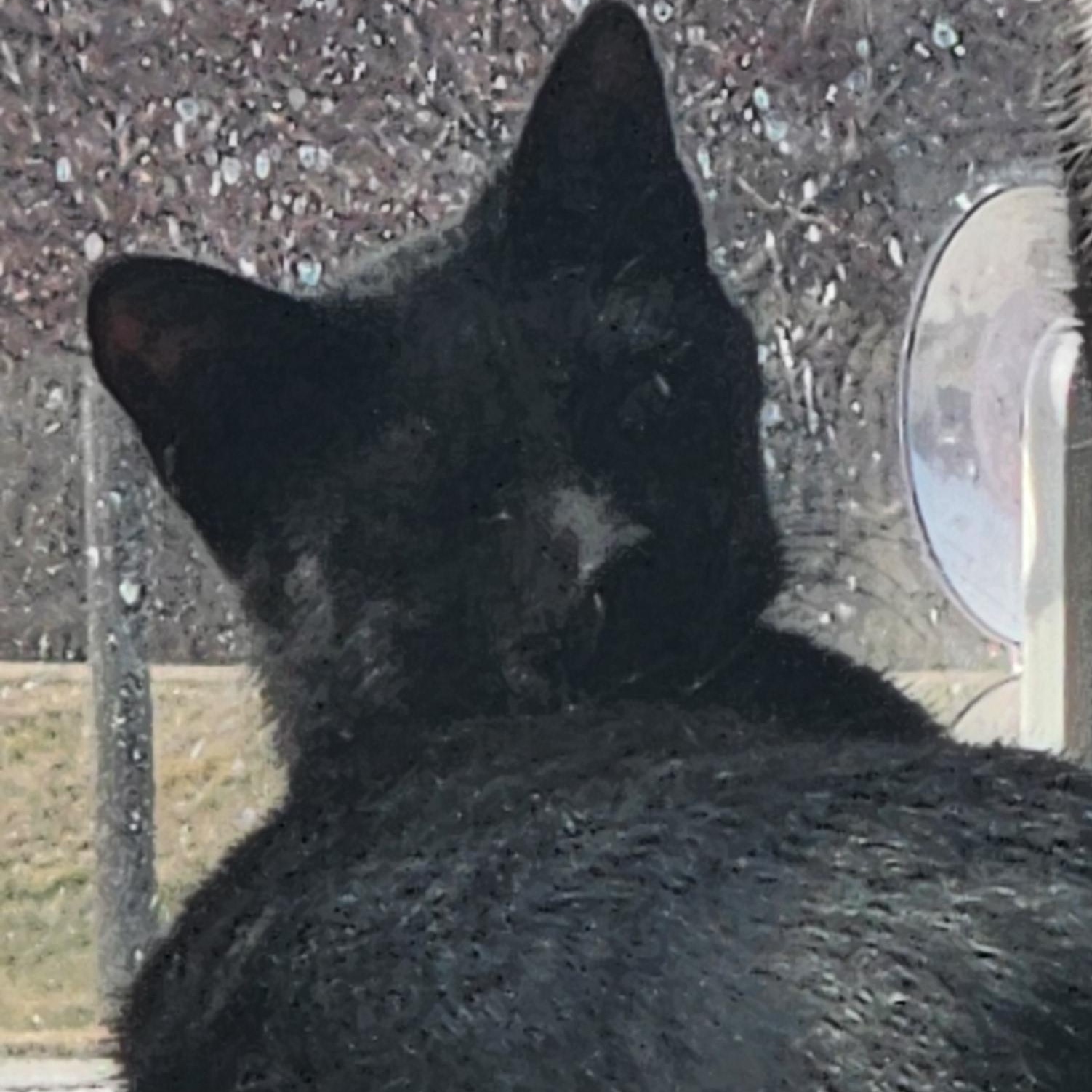 Zelda, ADOPTABLE, Young Female Domestic Short Hair.