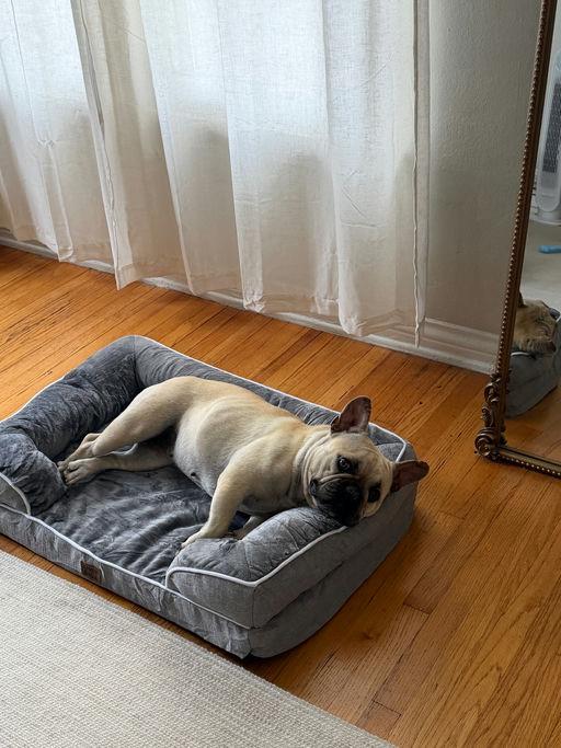 Enlarge Gorda, an adopted French Bulldog in Los Angeles, CA image 5/5