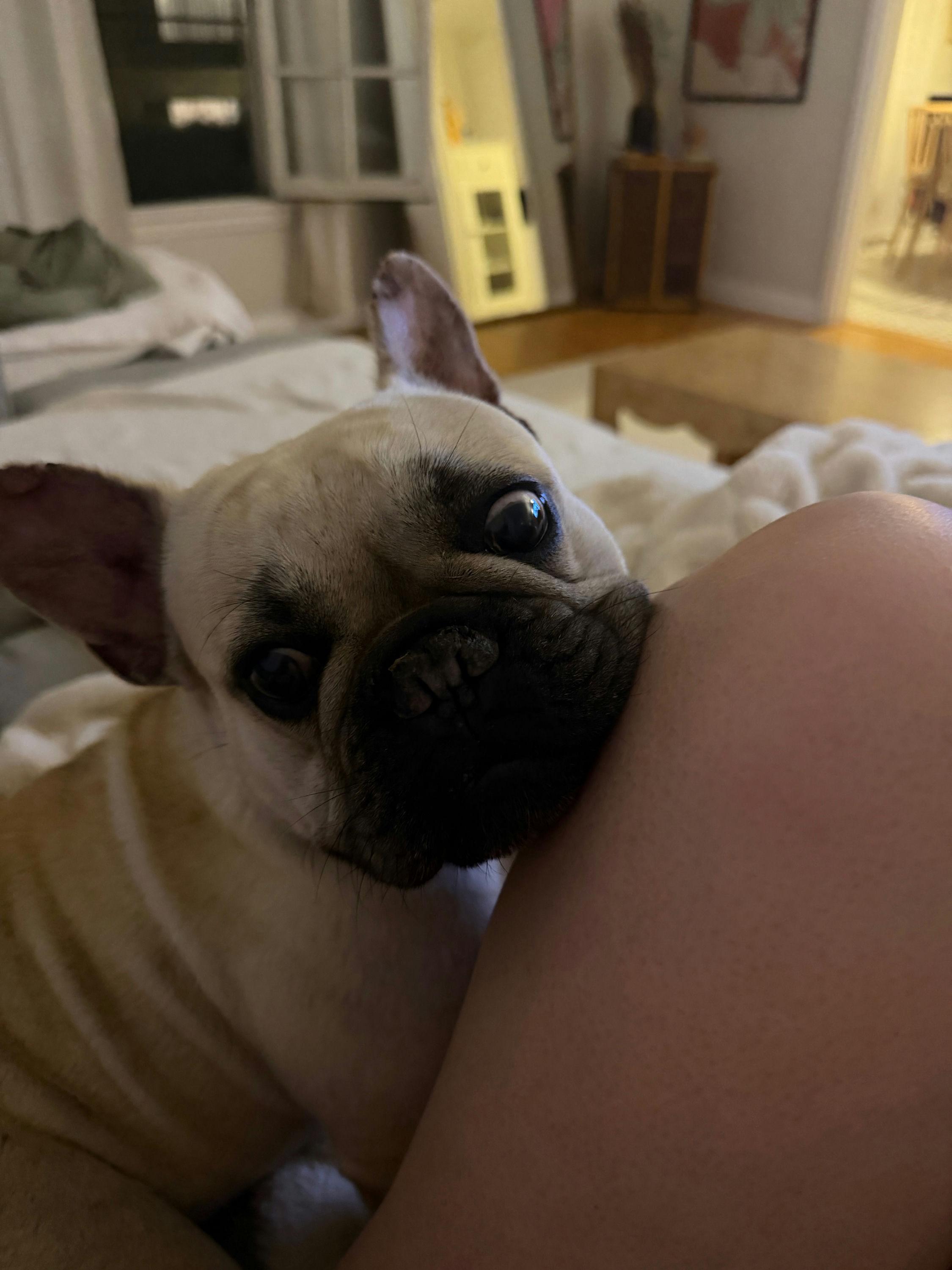 Enlarge Gorda, an adopted French Bulldog in Los Angeles, CA image 3/5