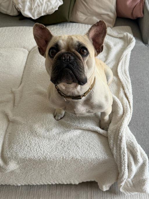 Gorda, adopted, Young Female French Bulldog.