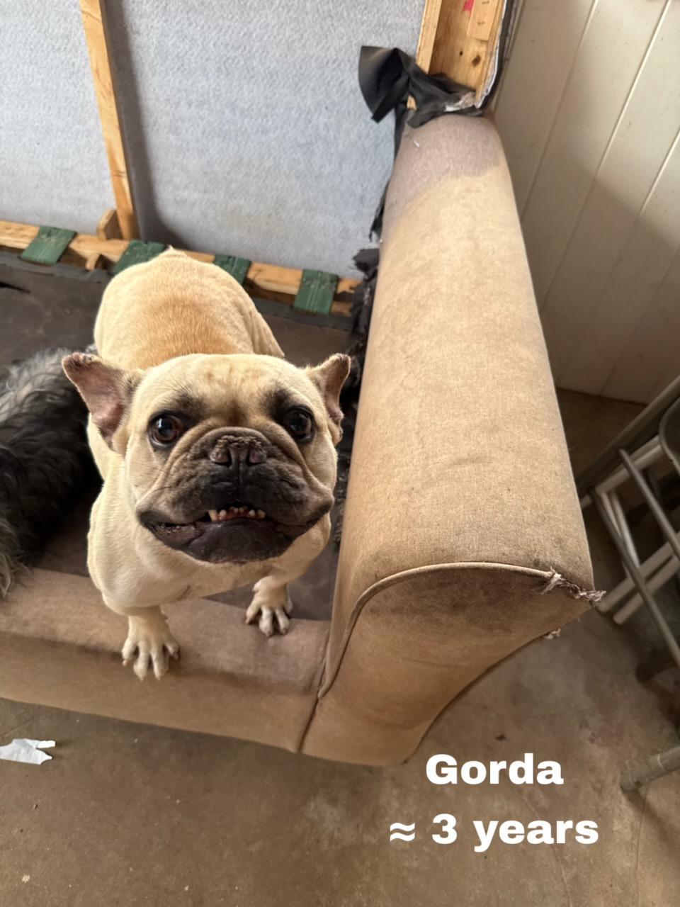 Enlarge Gorda, an adopted French Bulldog in Los Angeles, CA image 2/5