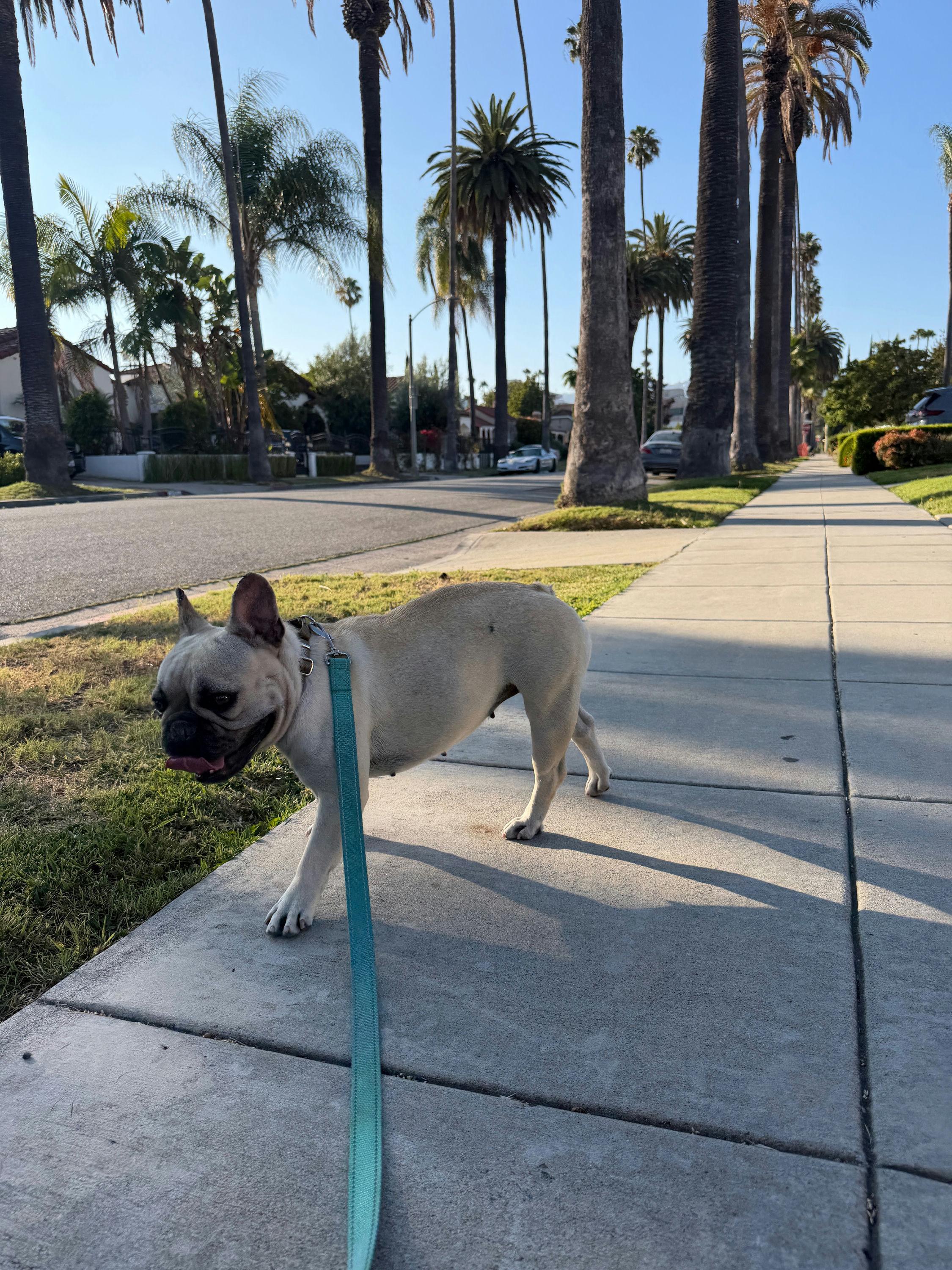 Enlarge Gorda, an adopted French Bulldog in Los Angeles, CA image 4/5
