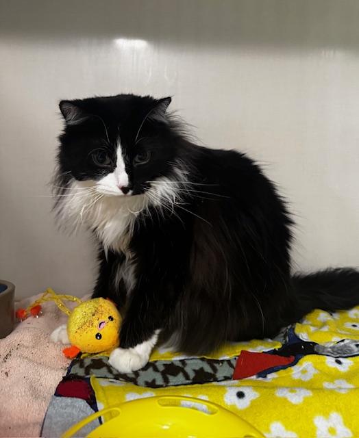 Cedric, Adult Male Domestic Long Hair