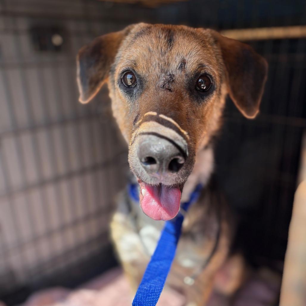 Rowdy prev Stiller JuM, Adoptable, Adult Female Beagle & Foxhound.