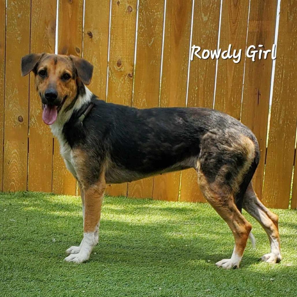 Rowdy prev Stiller JuM, a Adoptable mixed breed in Austin, TX image 4/6